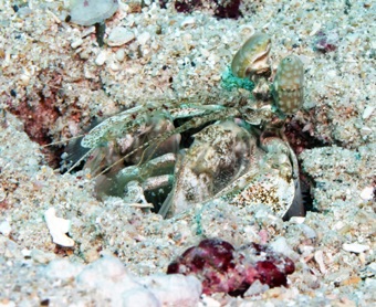 Mantis Shrimp